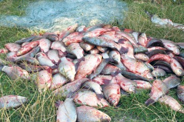 Captură de zeci de kilograme de peşte protejat